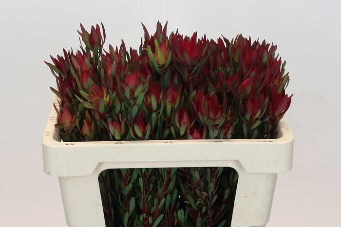 <h4>LEUCAD SAL BLUSH</h4>