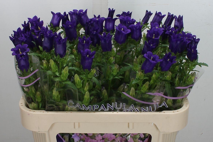 <h4>Campanula medium 'Champion Blue'</h4>