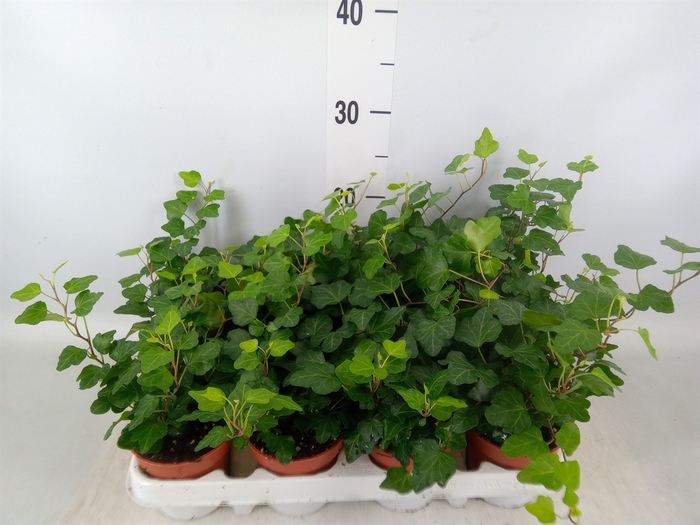 <h4>Hedera helix 'Wonder'</h4>