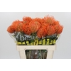 Nutans Ayoba Mandarin Zest