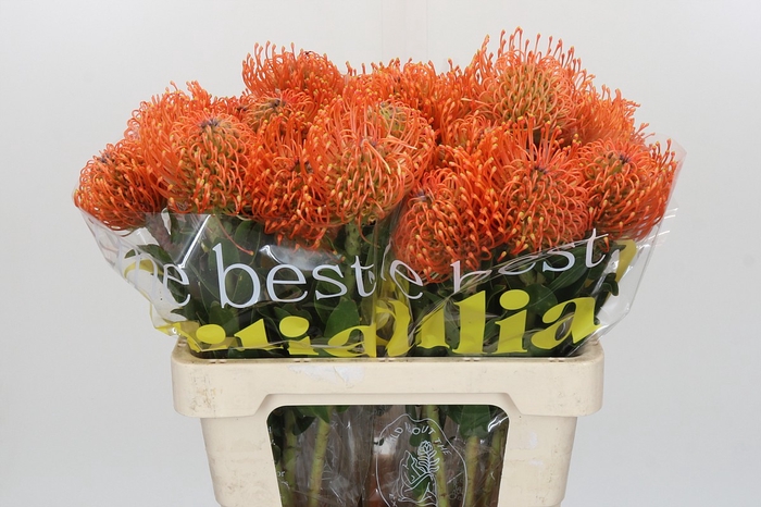 Nutans Ayoba Mandarin Zest
