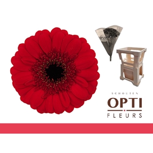 Germini Red Ruby Water x80