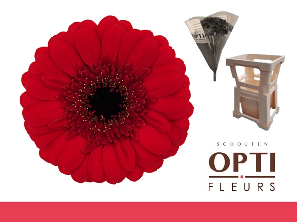 <h4>Germini Red Ruby Water</h4>