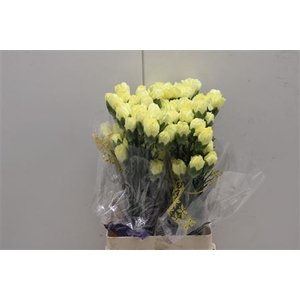 Di St Emma Yellow
