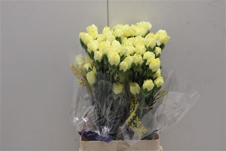 <h4>Di St Emma Yellow</h4>