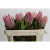 Protea Cynaroides