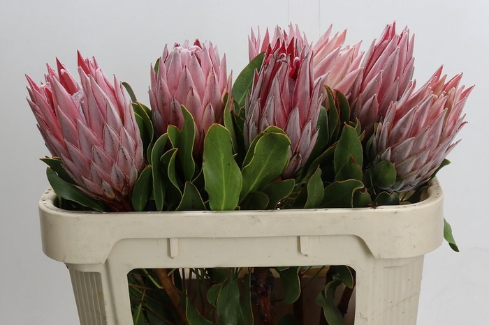 <h4>Protea Cynaroides</h4>