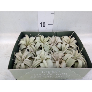 Tillandsia xerographica