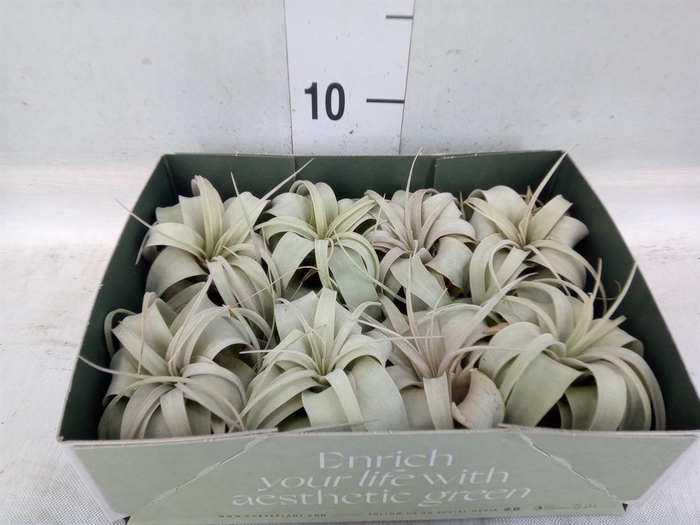 <h4>Tillandsia xerographica</h4>