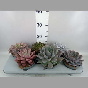 Echeveria   ...mix