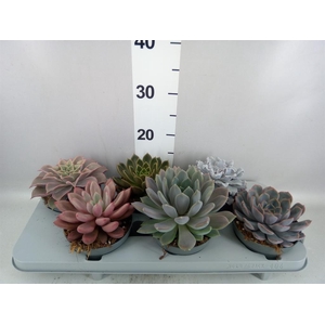 Echeveria   ...mix