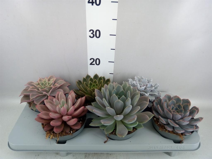 <h4>Echeveria   ...mix</h4>