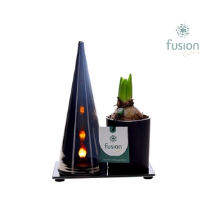 LED Duo glas met Hyacint