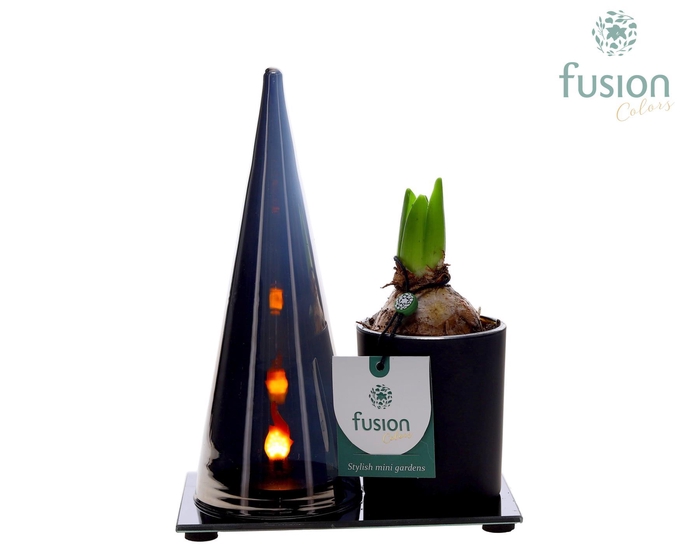 <h4>LED Duo glas met Hyacint</h4>