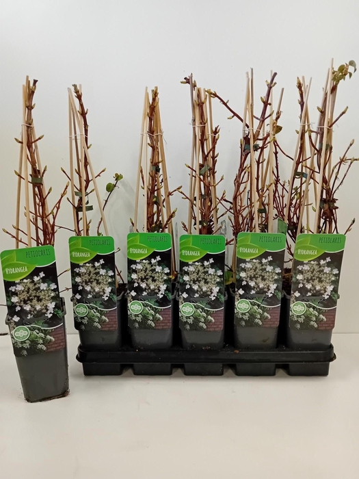 <h4>HYDR PETIOLARIS</h4>