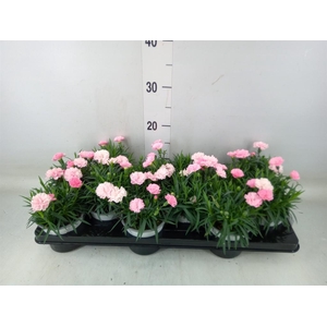 Dianthus  'I Love U'