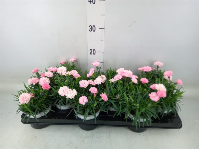 <h4>Dianthus  'I Love U'</h4>