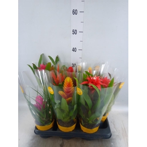 Bromelia   ...mix