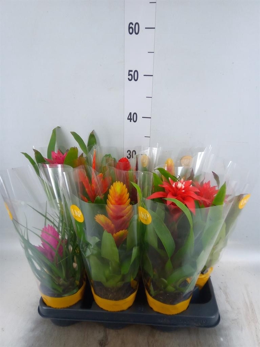 <h4>Bromelia ...mix</h4>