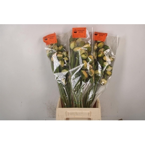 Papaver. White Per Stem