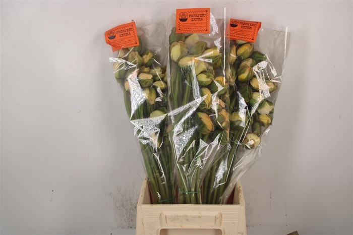 <h4>Papaver. White Per Stem</h4>