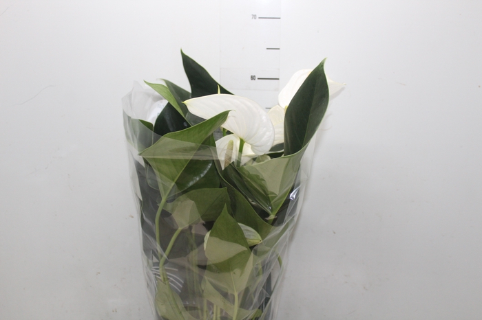 <h4>ANTHURIUM WHITE WINNER P17</h4>