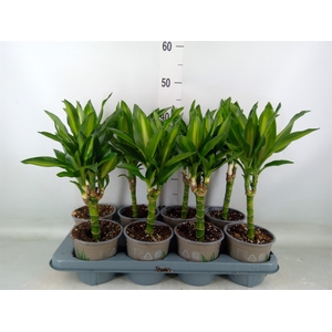 Dracaena frag. 'Cintho'