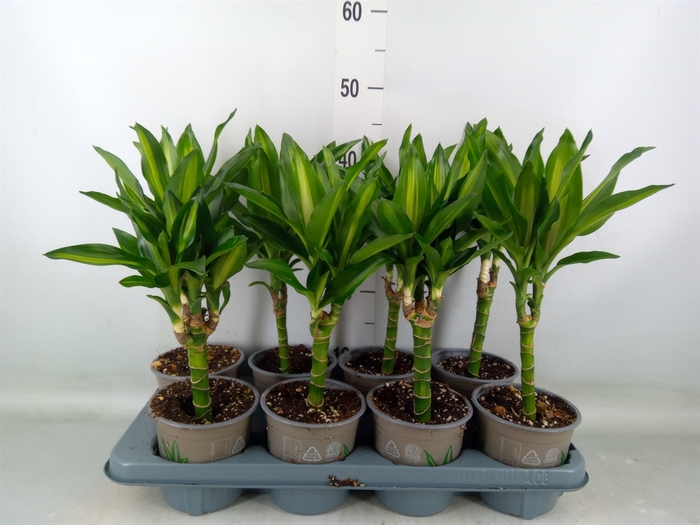 <h4>Dracaena frag. 'Cintho'</h4>