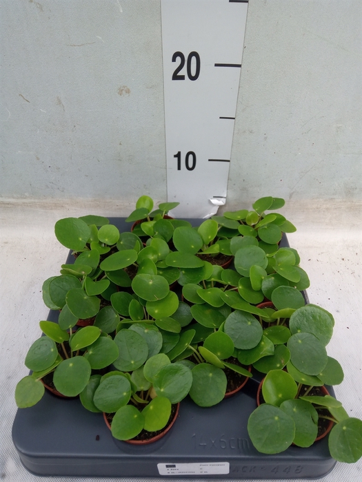 <h4>Pilea peperomoides</h4>