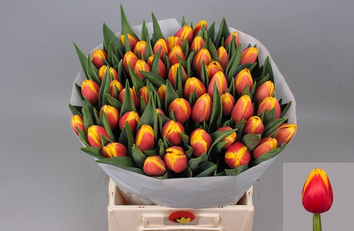 <h4>TU EN RAMBO</h4>