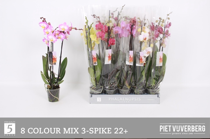 <h4>PHAL GEM 8 KL</h4>