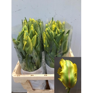 TU PA LA COUR PARROT