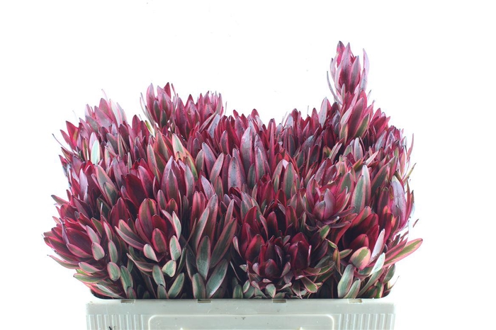 <h4>Leucad Jester</h4>