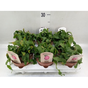 Epiphyllum guatem. var. monstrosa