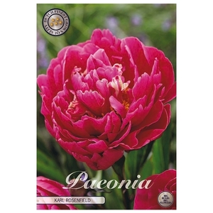 Paeonia Karl rosenfield x1 l