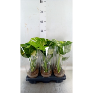 Monstera delic. 'Thai Constellatio'