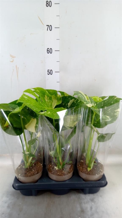 <h4>Monstera delic. 'Thai Constellatio'</h4>