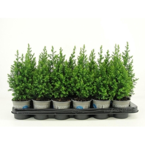 Chamaecyparis thyoide toppoint