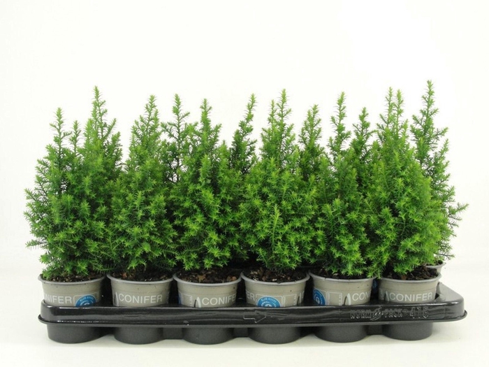 <h4>Chamaecyparis thyoide toppoint</h4>