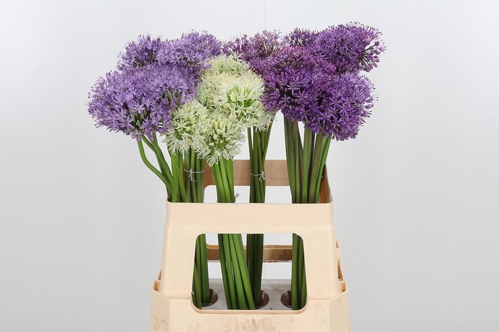 <h4>Allium Kleinbloemig</h4>