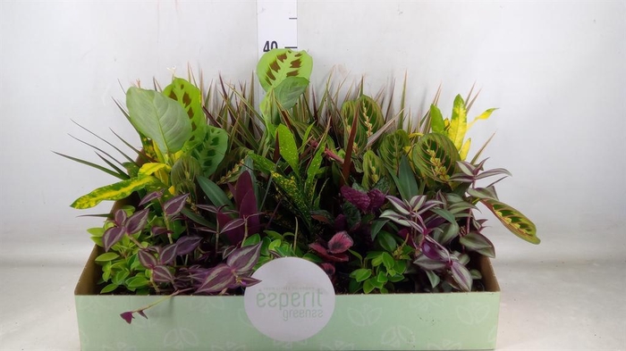 <h4>Planten  ..mix</h4>