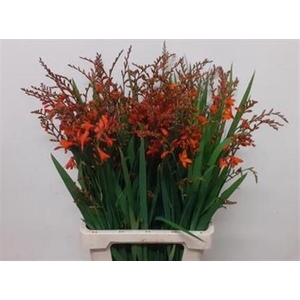 Crocos Red King
