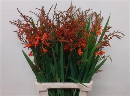 <h4>Crocos Red King</h4>