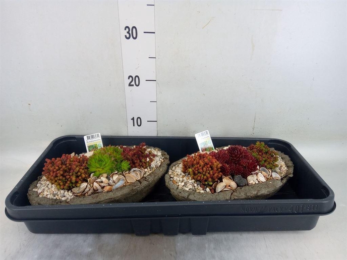 <h4>Arr.   Tuinplanten L%</h4>
