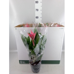 Aechmea fasciata 'Primera'