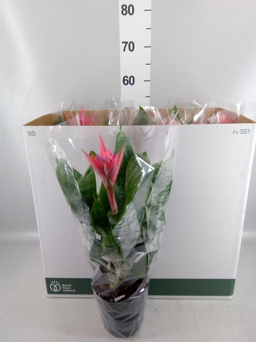 <h4>Aechmea fasciata 'Primera'</h4>
