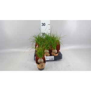 Beaucarnea recurvata