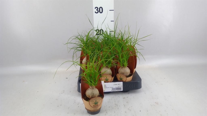 <h4>Beaucarnea recurvata</h4>