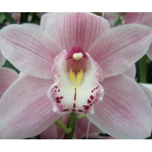 CYMB T DELMONTE 50cm.