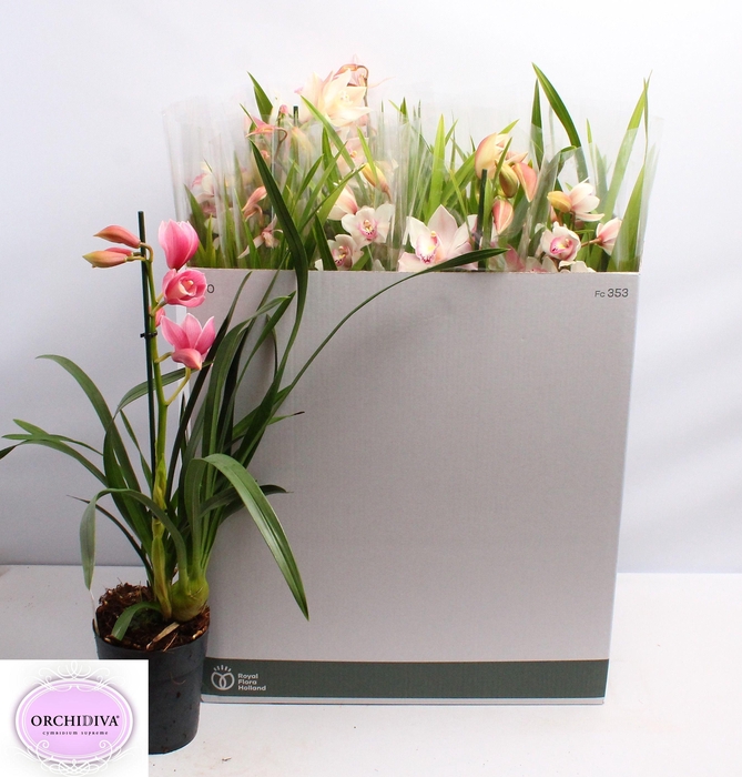 <h4>CYMB GEMENGD</h4>